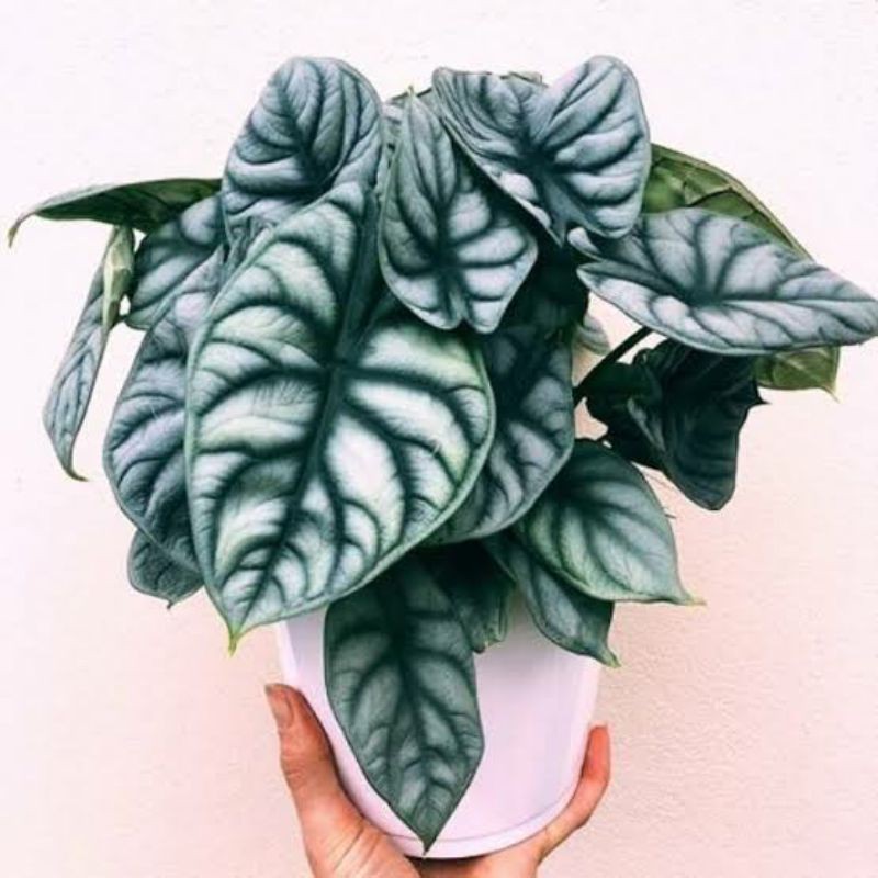 tanaman hias alocasia dragon silver / hijau daun 2/3 free pot ( BISA COD )