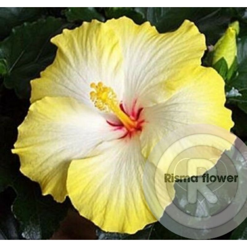 Tanaman hias pohon bunga kembang sepatu hibiscus kuning ( pohon hias bunga sepatu )