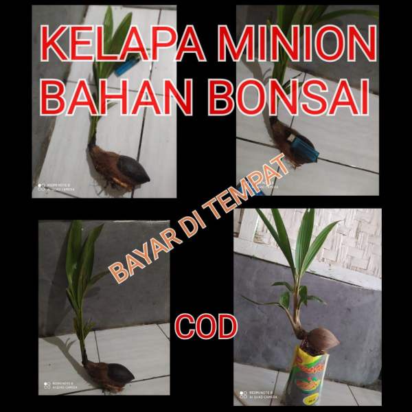 kelapa minion bahan bonsai,harga 2 pcs kelapa kerdil