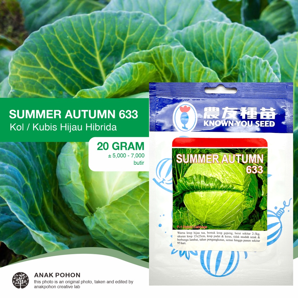 (1 PACK - 20 GRAM) Benih Kubis Kol Hijau Summer Autumn Hibrida F1 Seeds - Known You Seed KYS