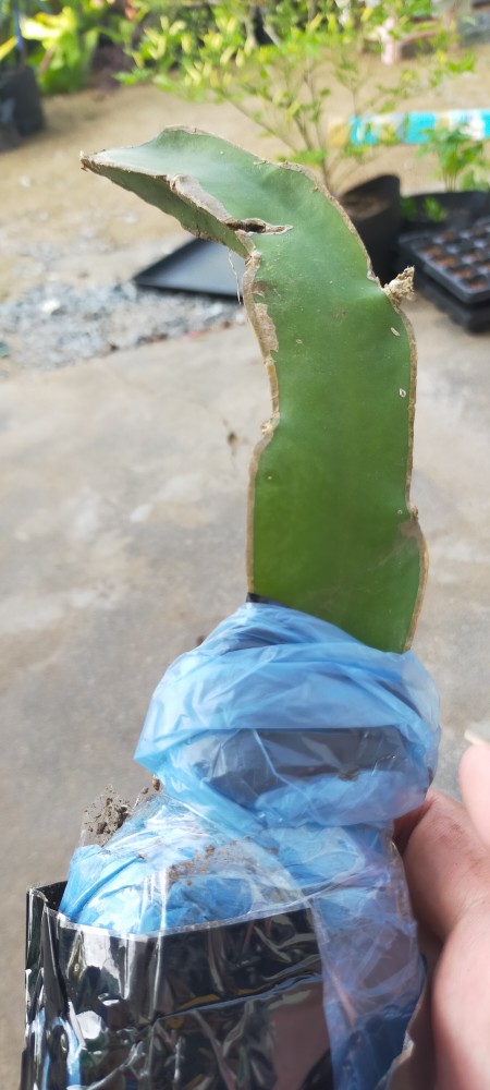 K0i Tanaman Bibit Buah Naga Orange