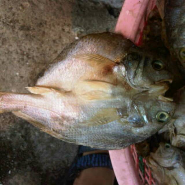 

Jual ikan asin gelomo blekan (dibelah)