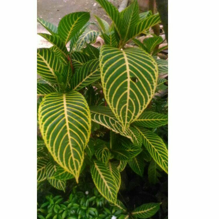 Aphelandra - Zebra Daun Kuning _ Tanaman Bidadari @ Arisanos Garden