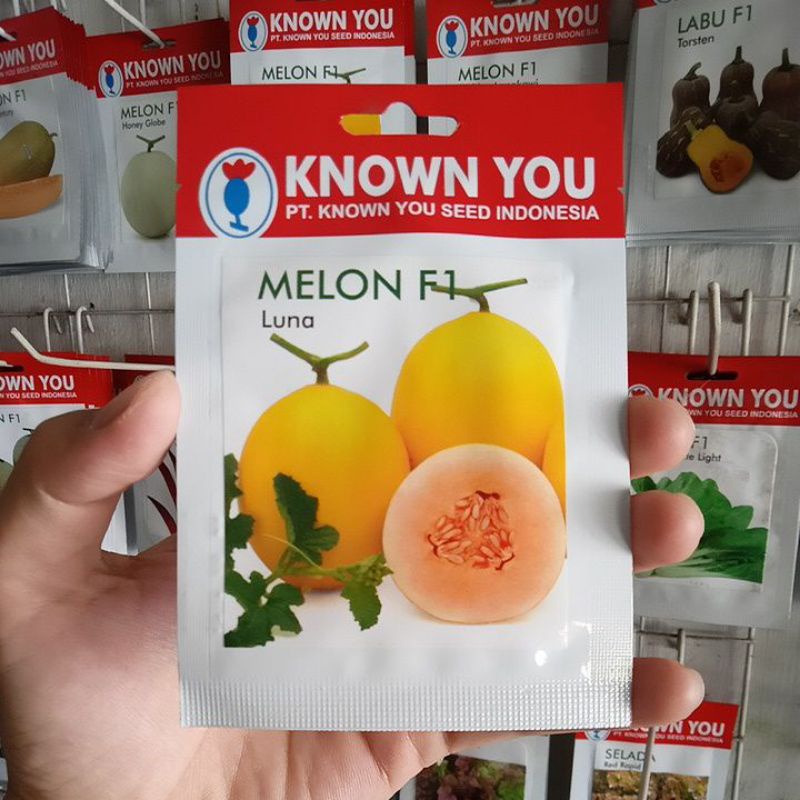 Benih Melon Golden Luna F1