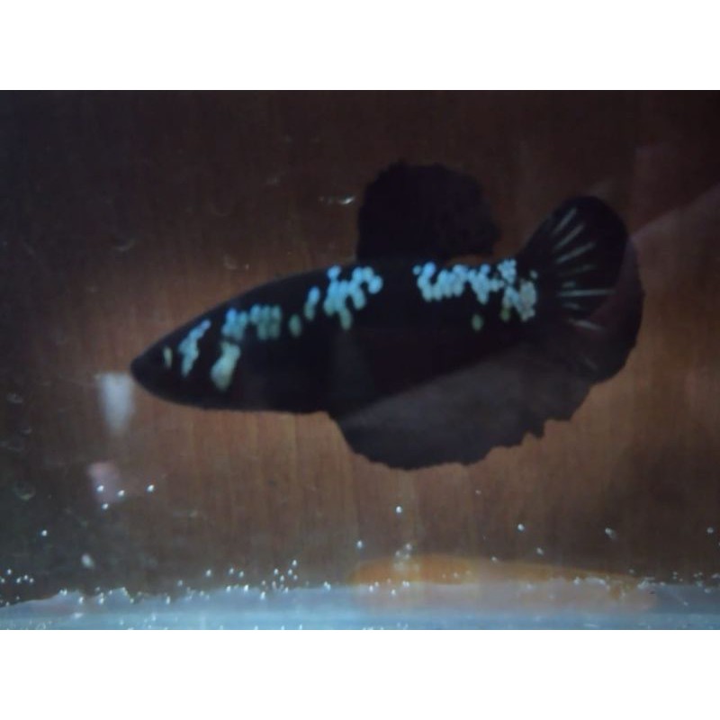 cupang female black mamba