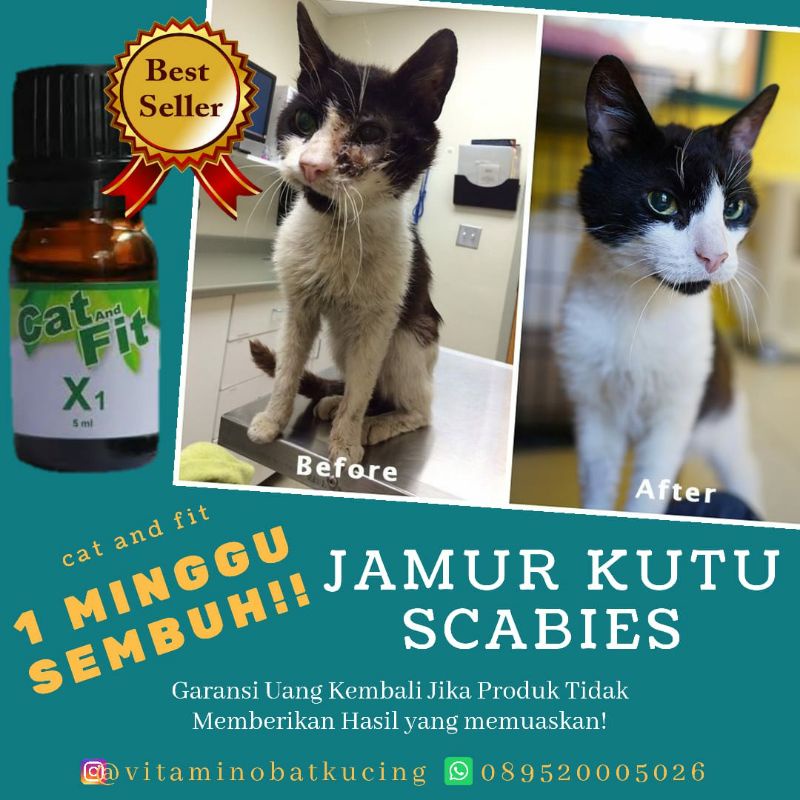 Paket Bebas Jamur dan Bulu lebat Kucing Cat and Fit X1 dan X3