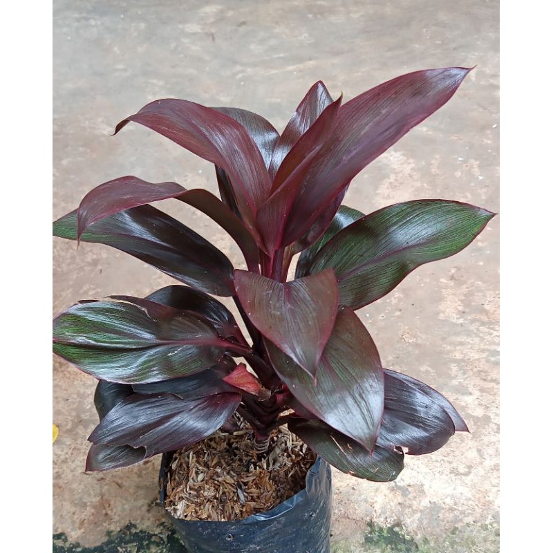 tanaman hias hanjuang merah mini - andong Merah - hanjuang - andong kemoceng