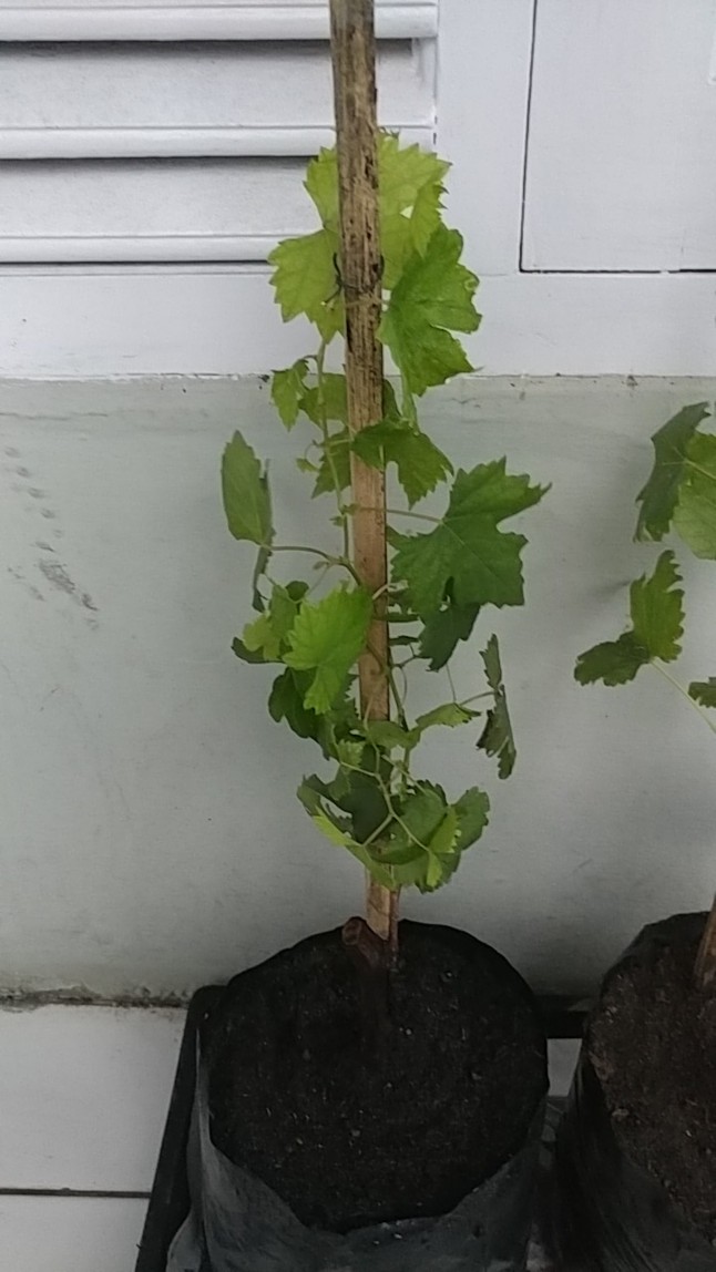 Taldun