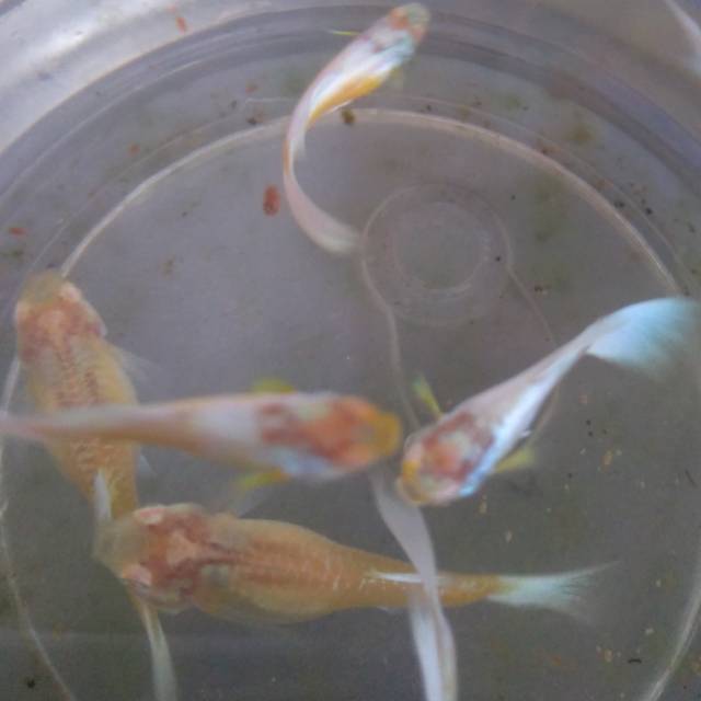 Ikan guppy albino german yellow (agy)