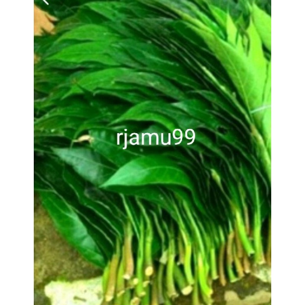 

Daun sukun segar 500g