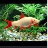 Ikan Hias redfine shark aquarium aquascape