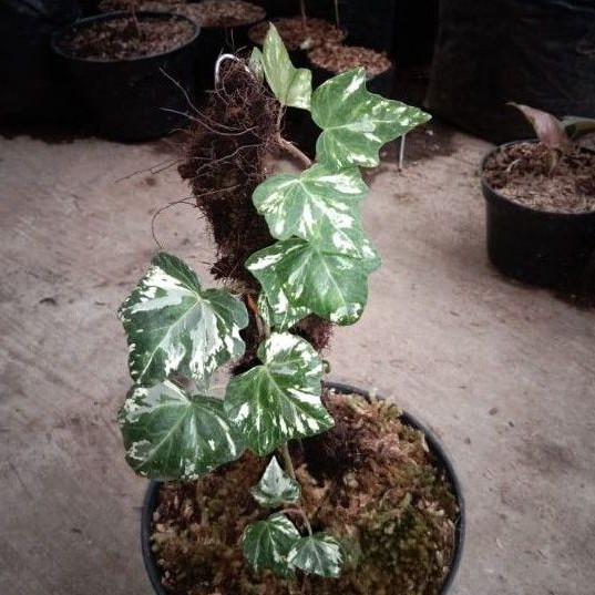 Bibit  Tanaman Hias Happy English Ivy Varigata Kertas( 2 btang)