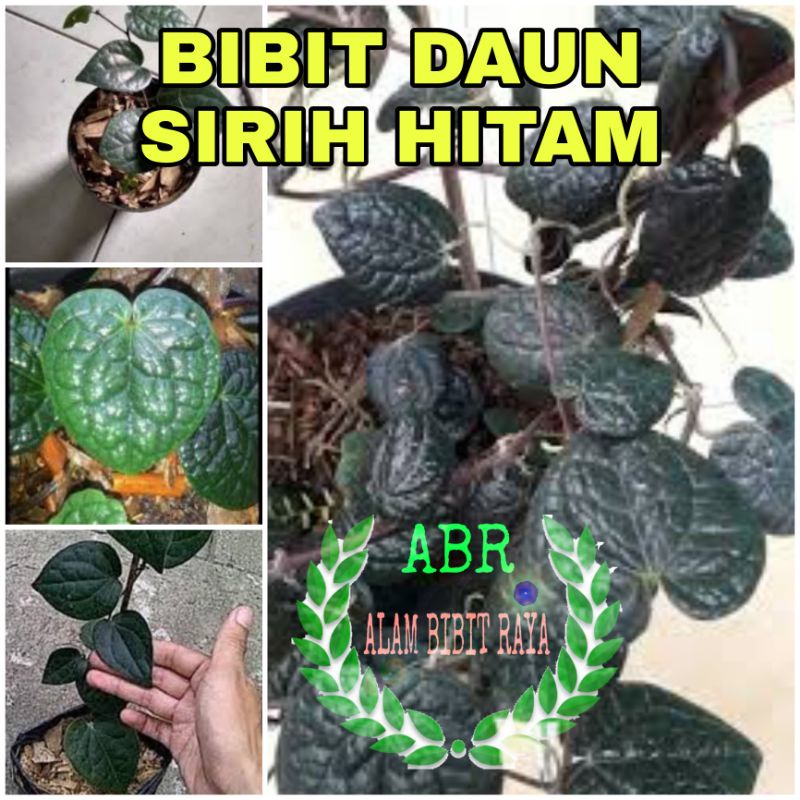 PROMO bibit daun sirih hitam original