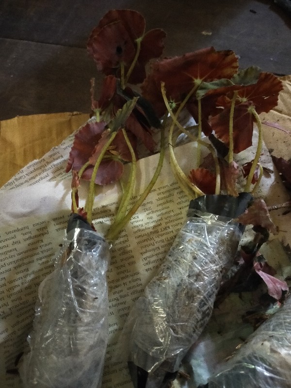 Begonia Tiger Tanaman Hias