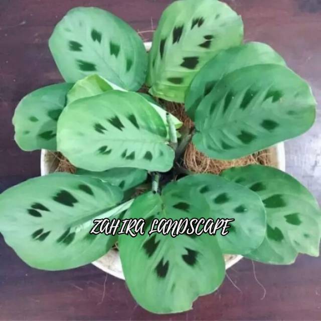 Tanaman Hias Calathea - Calathea Levonero - Meranti - Kalatea Levonero