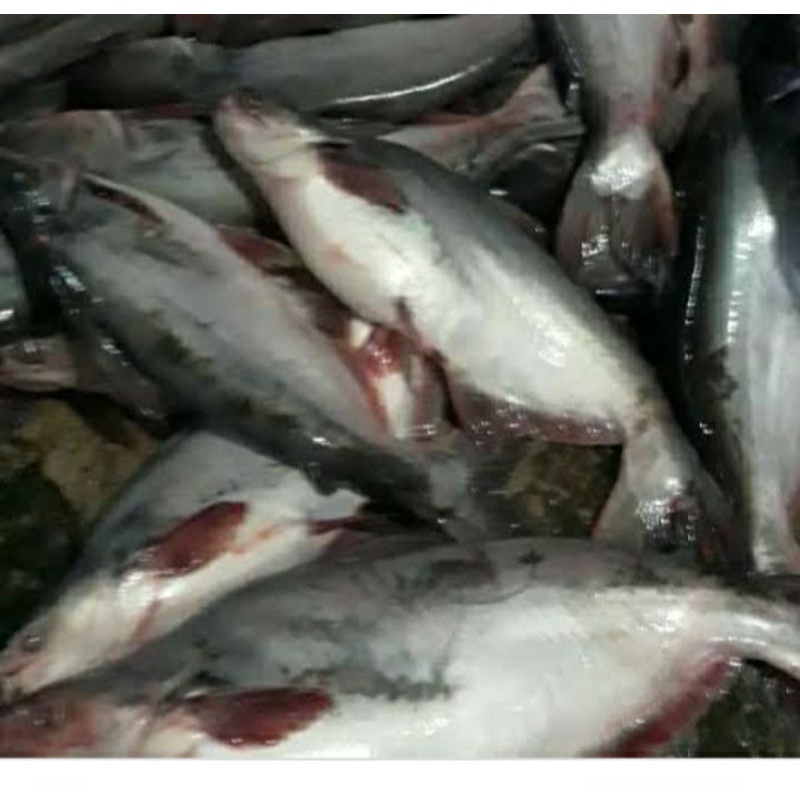 

ikan patin merah