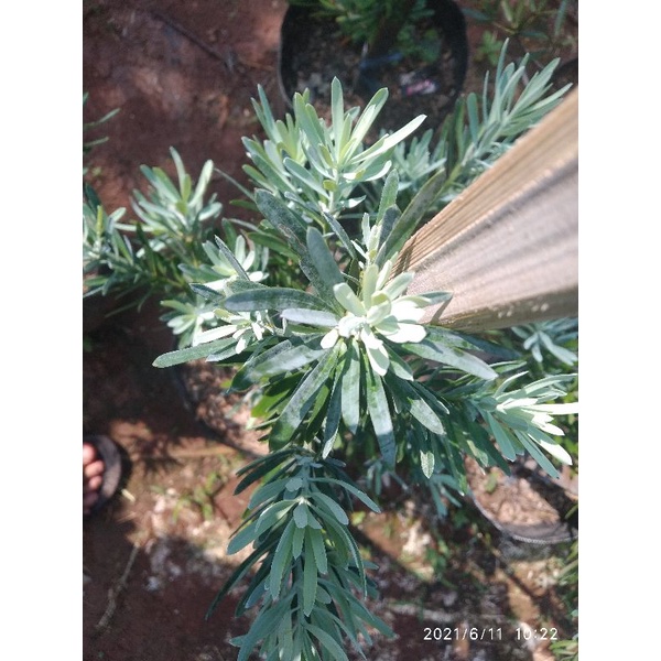 Tanaman Hias Pohon Podocarpus Blue Ice/Lohansung Blue Ice Daun Silver/Monmal/Blue Ice Yellowwood