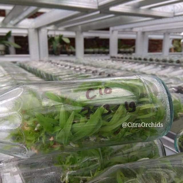 Anggrek bibit Botol cattleya sundul botol