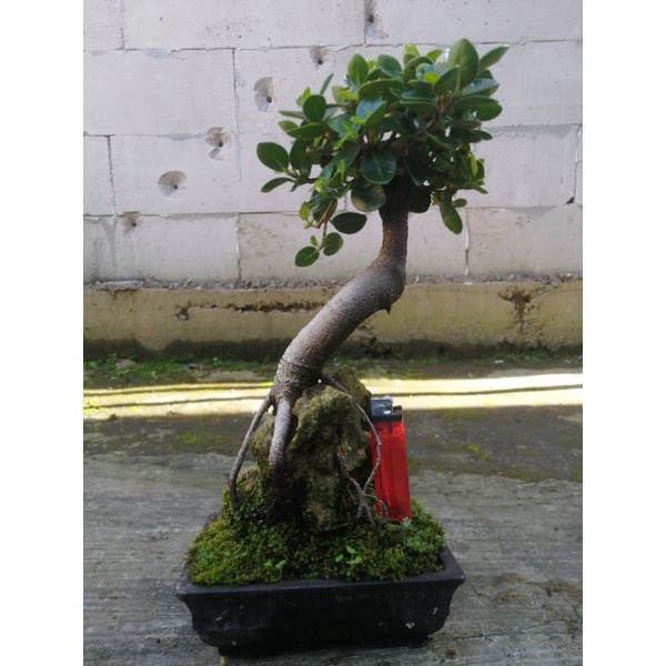 bonsai beringin dolar mikro on the rok + pot tinggal rawat