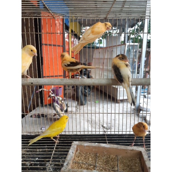 KENARI LOPER JAMINAN JANTAN