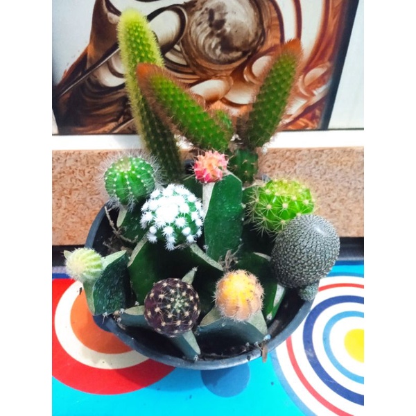 paket kaktus mini 10 jenis free pot+ media tanam