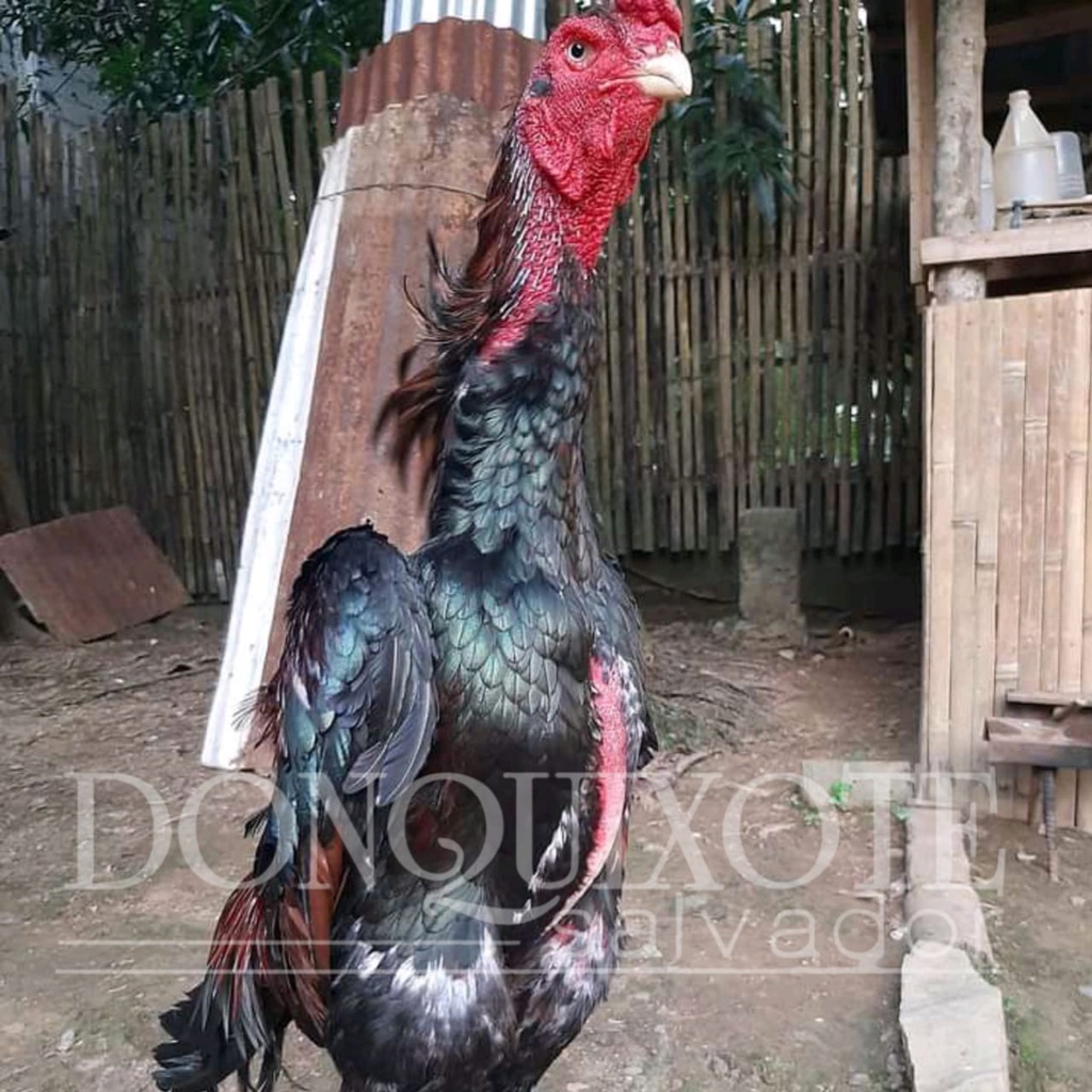 ayam shamo eropa red original ready telur fertil