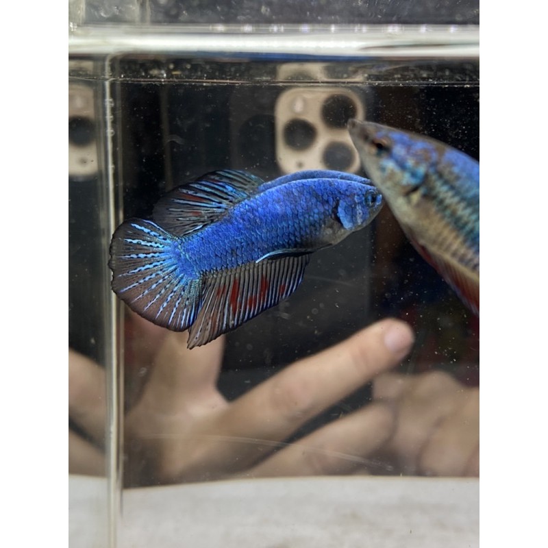 Cupang 1 pair Bahanan Avatar Gordon K5