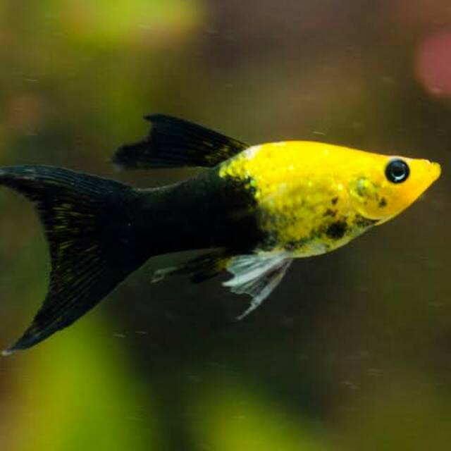 

Ikan Golden black molly