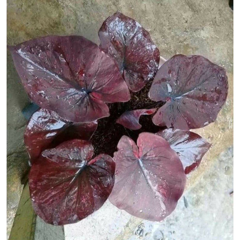 Caladium Chocolatos | Tanaman Hias