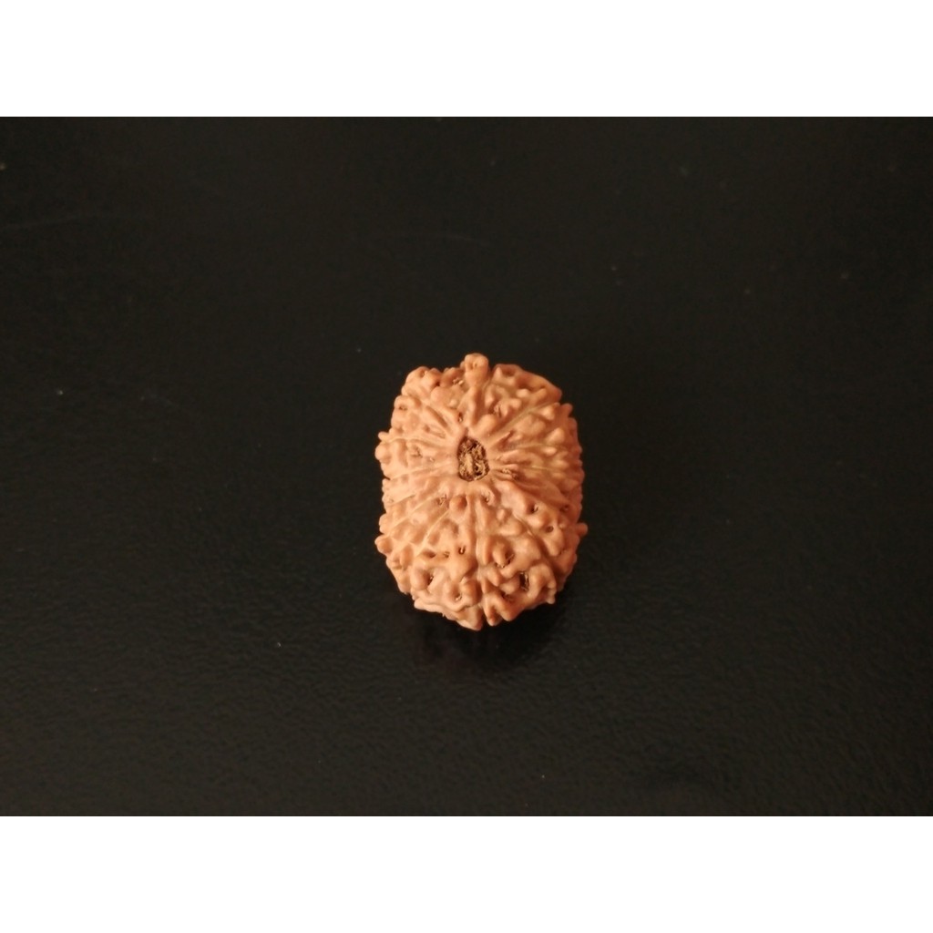Jenitri Mukhi 13 D20.55x15.4 Liontin Rudraksha Genitri
