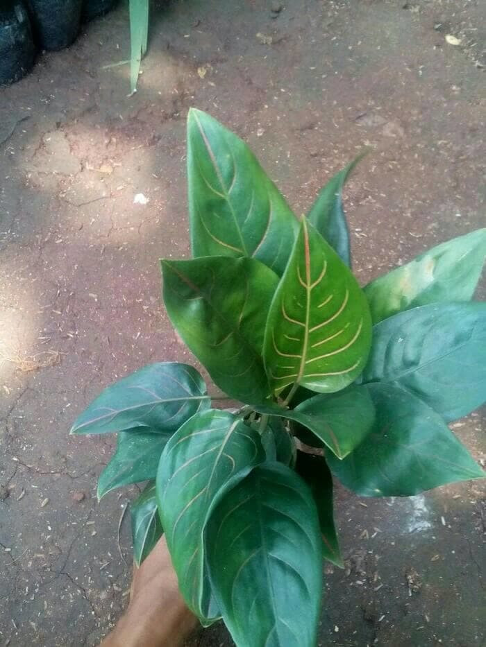 Pohon Aglonema Rotundum / Aglonema hijau
