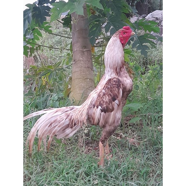 ayam bangkok klasik