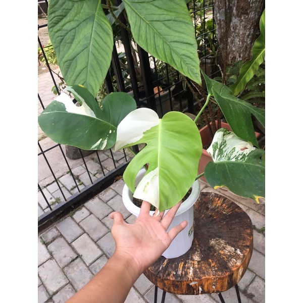 Monvar Monstera Varigata Monstera Variegata ekonomis dan monstera variegata white tiger