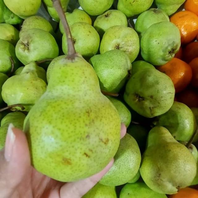 

buah pear hijau|pear packam hijau|buah segar|buah segar bandung
