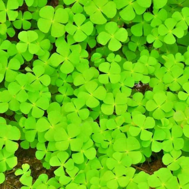 BIBIT LUCKY CLOVER 8GR TANAMAN AQUASCAPE BIBIT CARPET SEED