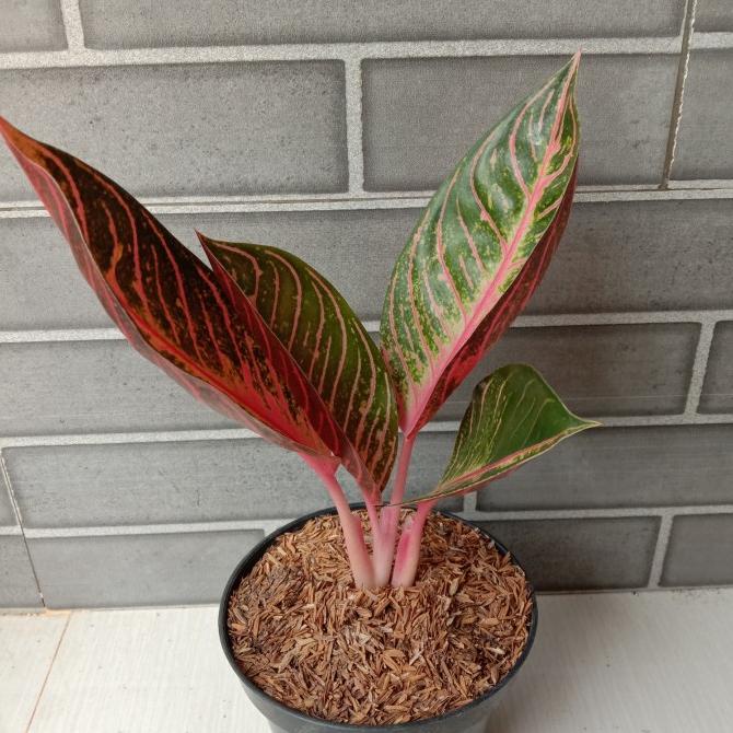 Aglonema Red Sumatra remaja