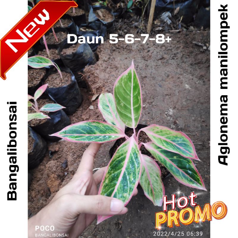 aglonema lipstik  - aglonema lipstik klasik - aglo lipstik pink - aglonema lipstik murah - aglonema 