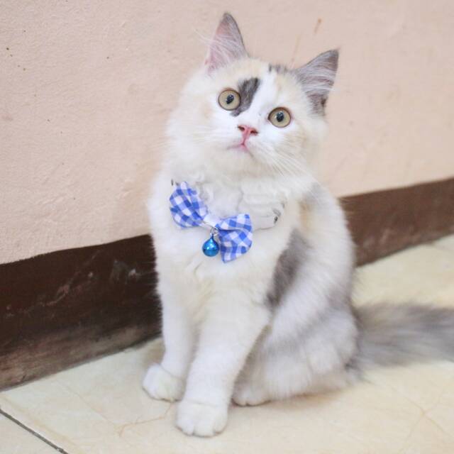 Dasi kupu-kupu untuk kucing dan anjing / bowtie kucing lucu murah size kitten adult / baju kucing