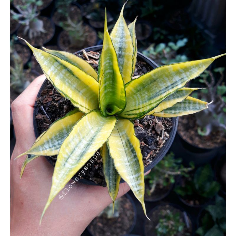 sansevieria cordova variegata