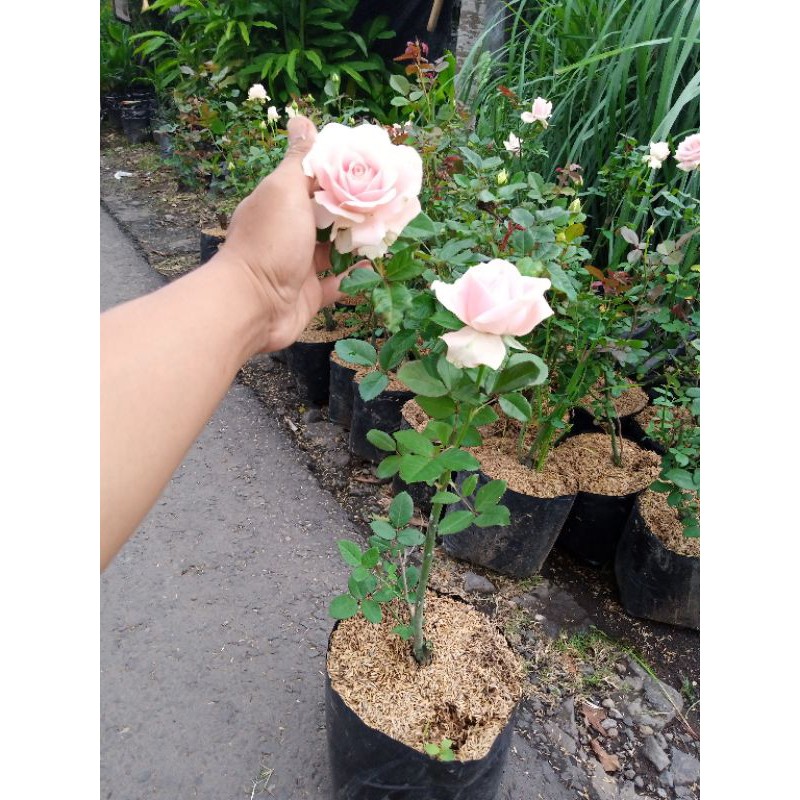 pohon mawar pohon sudah besar