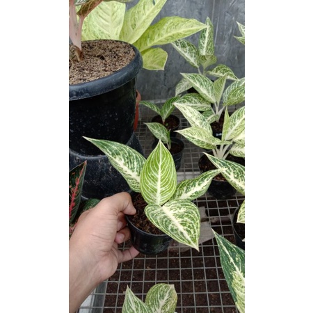 Aglonema Legacy Putih