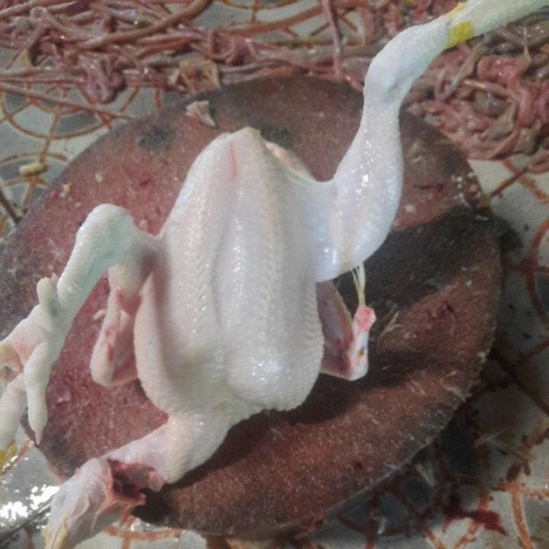

ayam poyong