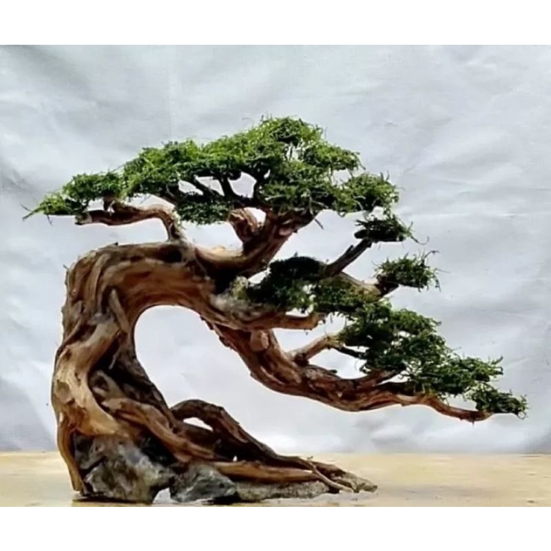 PROMO ISI 10 Tatakan Moss Bonsai Aquarium Aquascape / Batok Koin / Dekorasi aquarium / mos