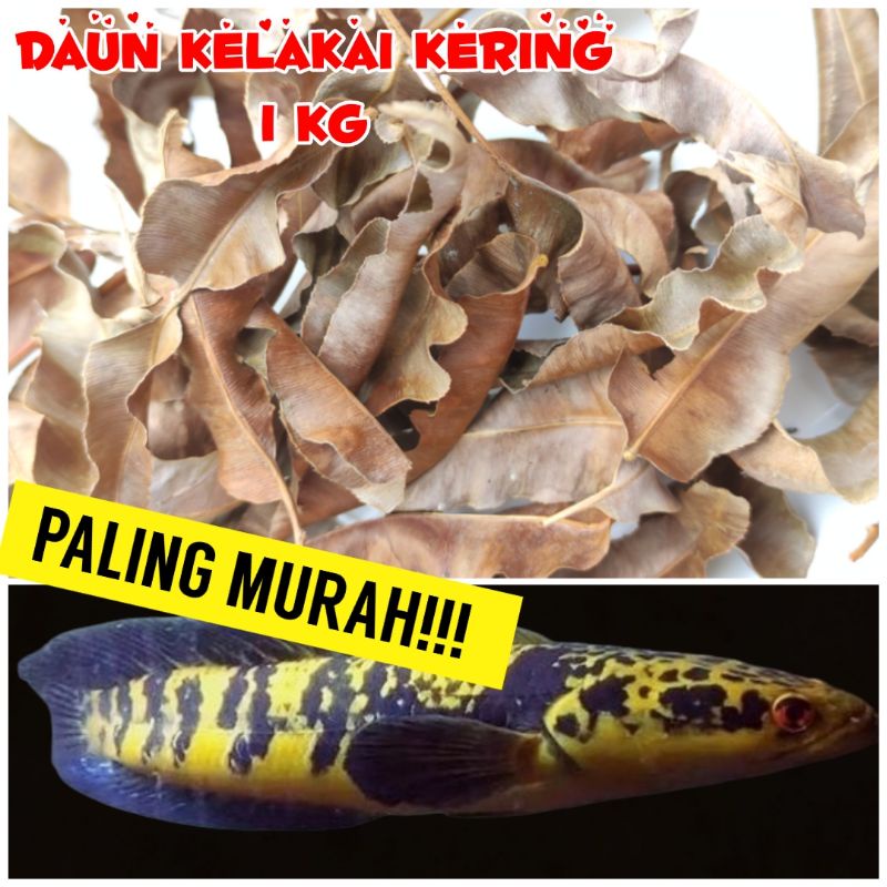 Daun Kelakai Kering Kalimantan