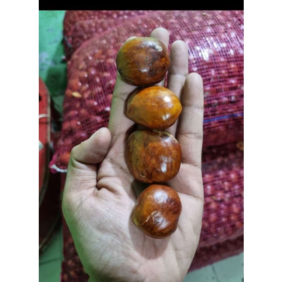 

jengkol tua