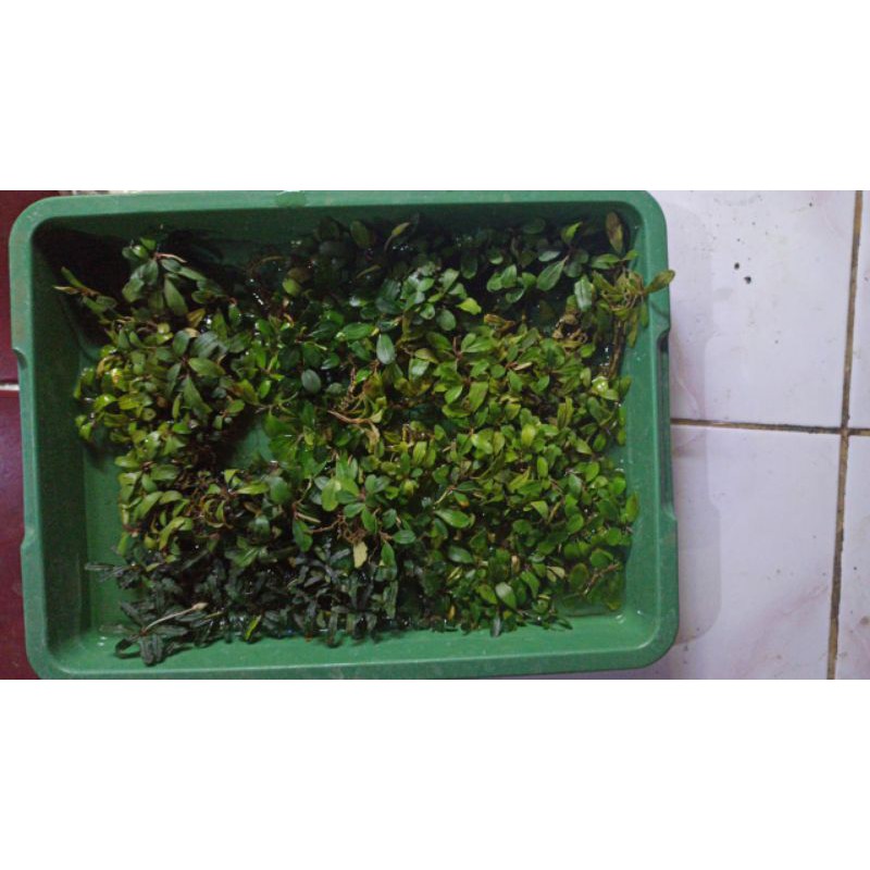 bucephalandra tanaman air aquascape bonsai aquascape