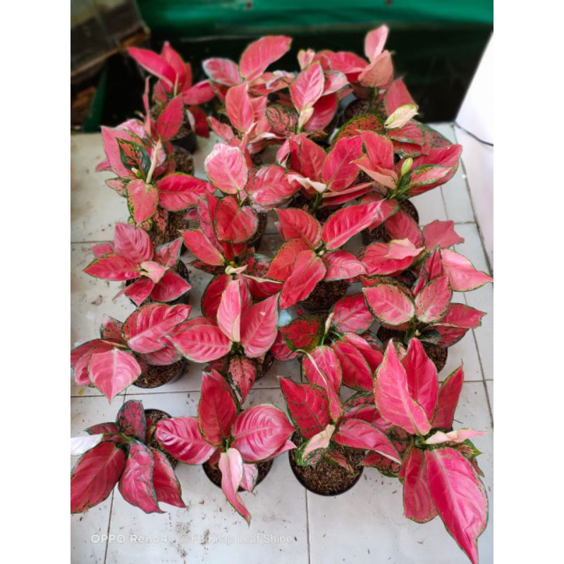 aglonema red anjamani jumbo