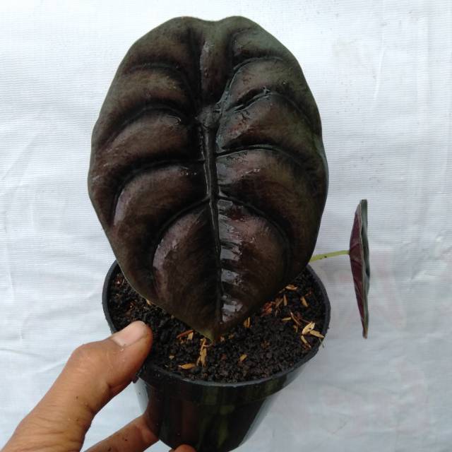 Alocasia cuprea (tengkorak)