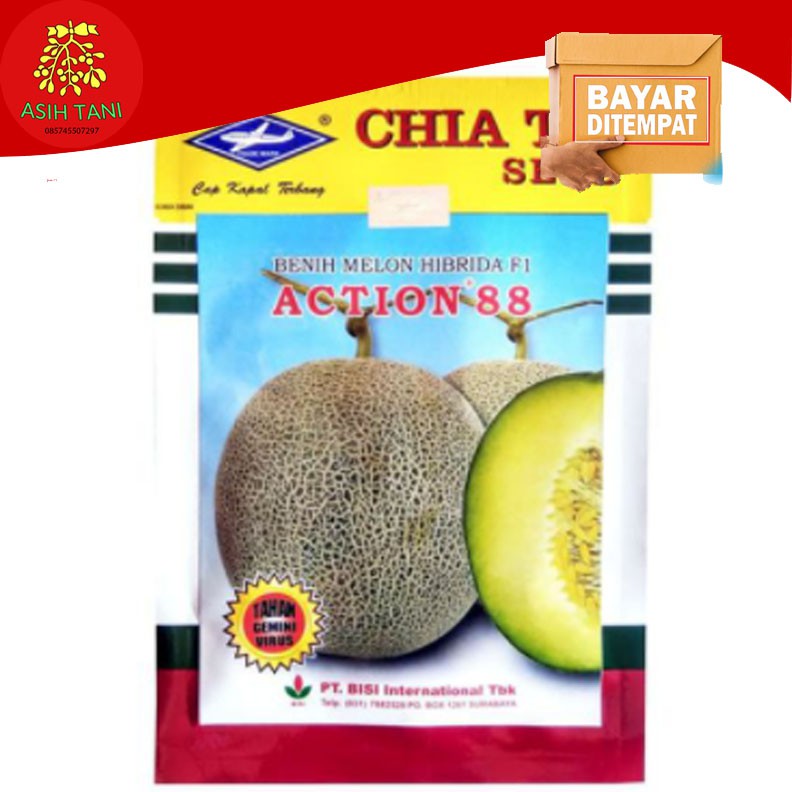 Benih Bibit Tanaman Pertanian Melon F1 ACTION 88 Tahan Gemini Virus