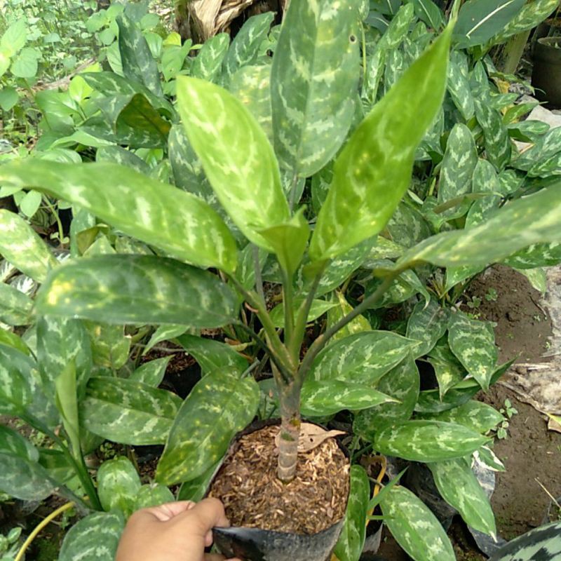 Tanaman Hias Sri Rejeki / aglonema Sri Rejeki